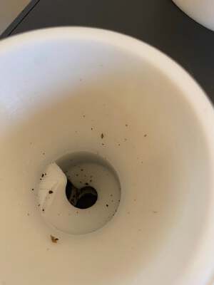 Baratza Sette 270 single doser with bean feeder | 3d print model