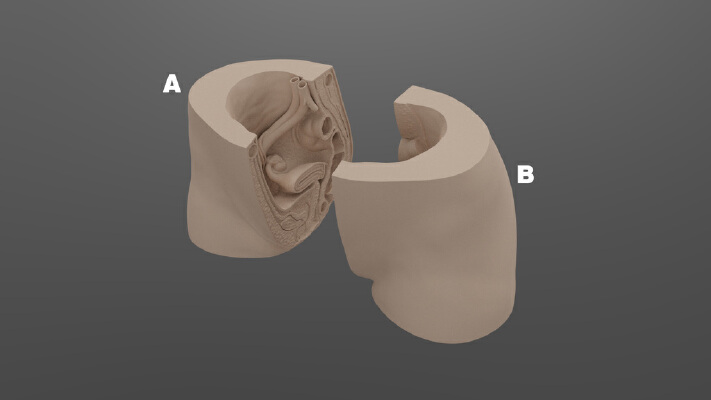 Female reproductive organs model | 3d print model