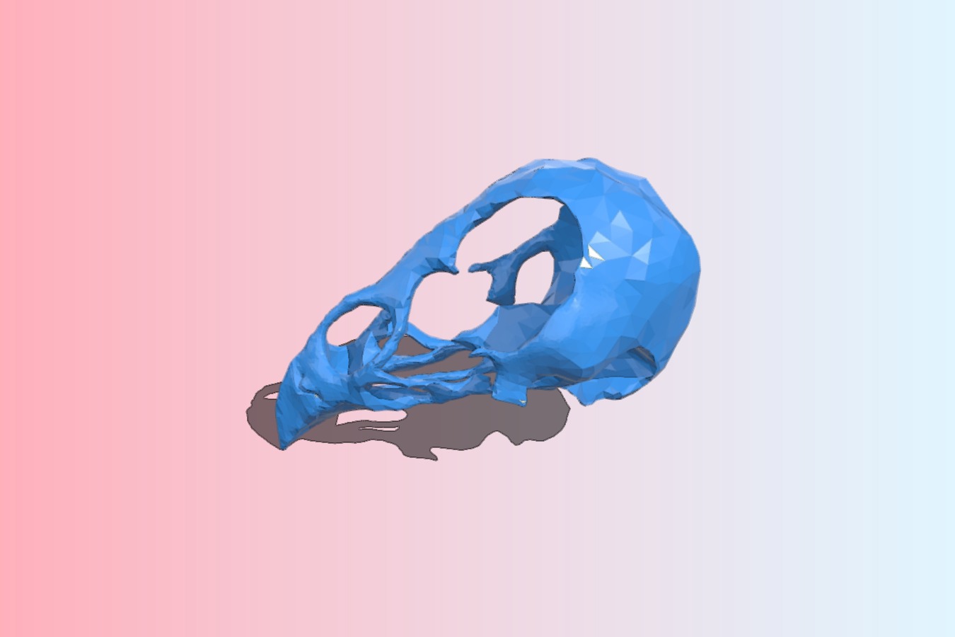 Chicken skull