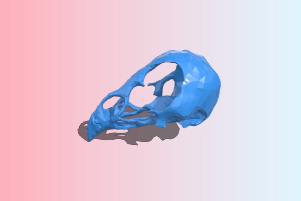 Chicken skull | 3d print model
