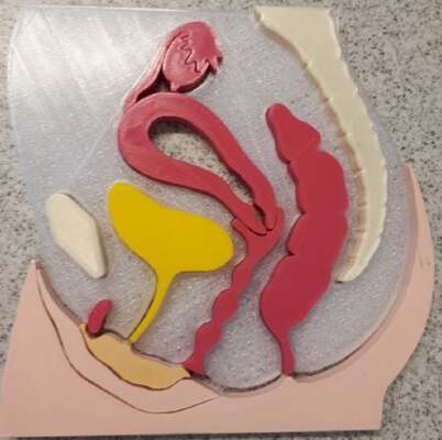 female anatomy cross section puzzle for sex ed | 3d print model
