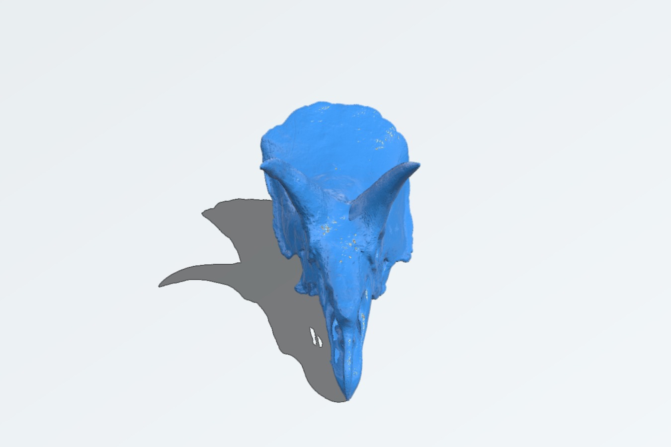 Triceratops horridus