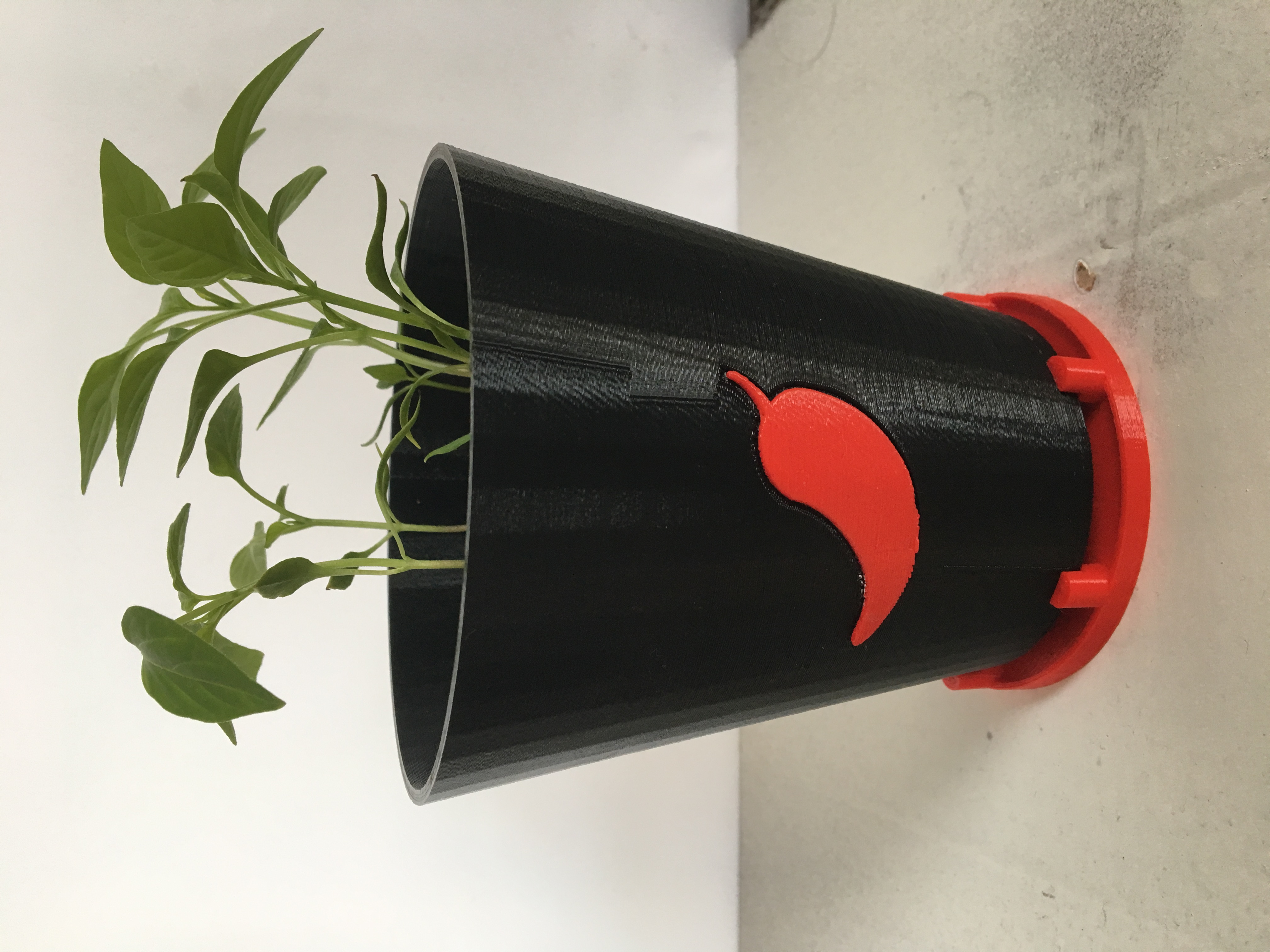Chilli Plant Pot
