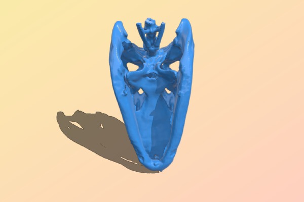 Alligator Skull head | 3d print model