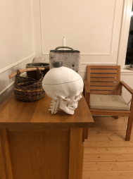 Human cranium