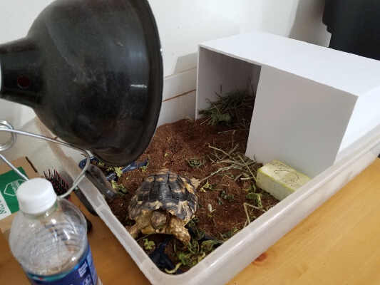 Basic Tortoise House | 3d print model