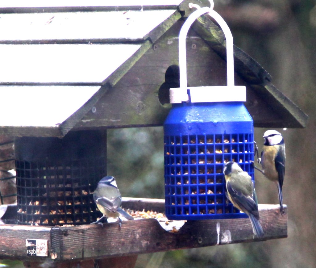 Bird Feeder