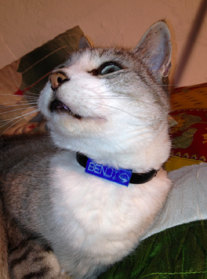 emblema con nombre para collar de parasitos de animales | 3d print model