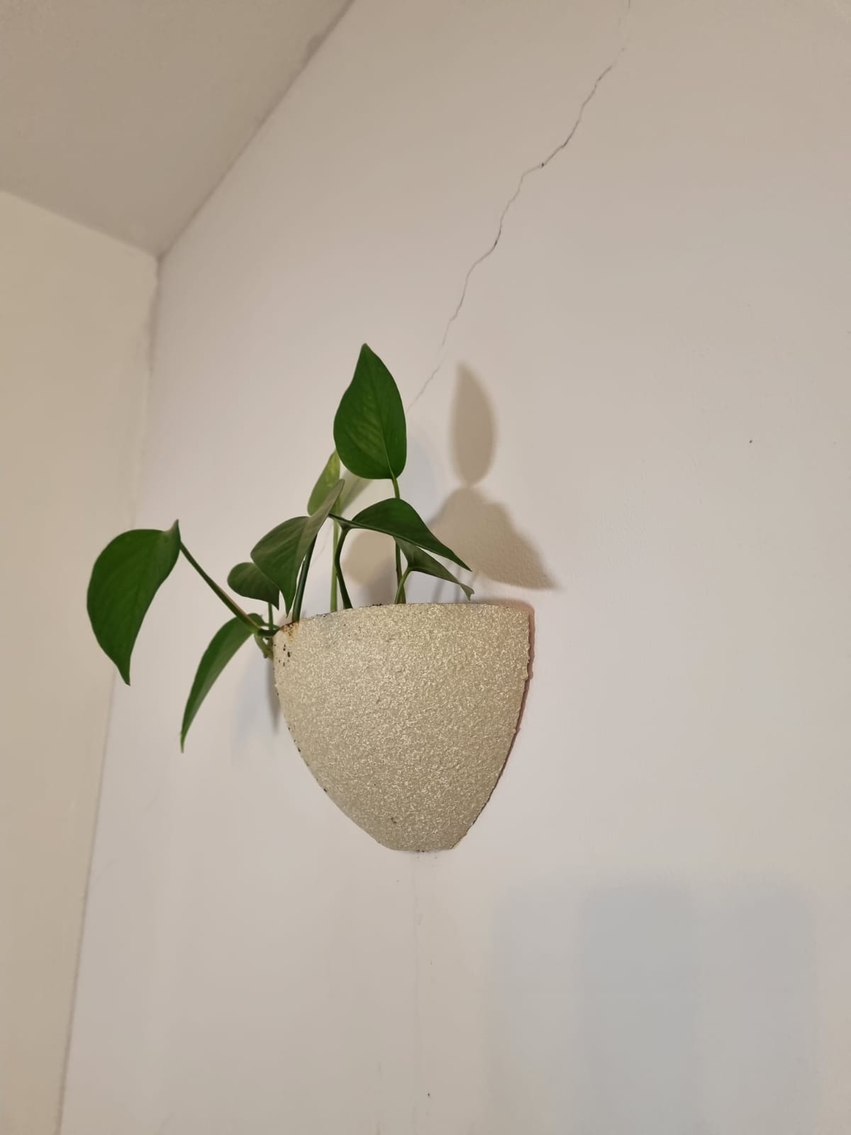 Wall Vase