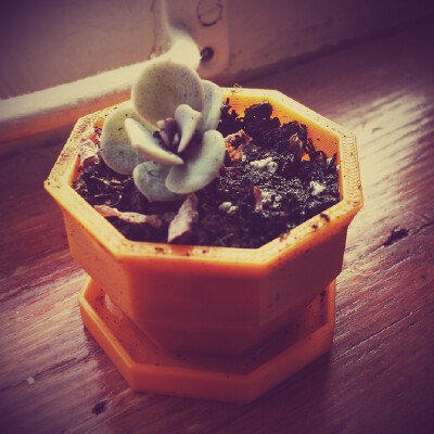 Simple mini planter with drainage - Octagonal version | 3d print model