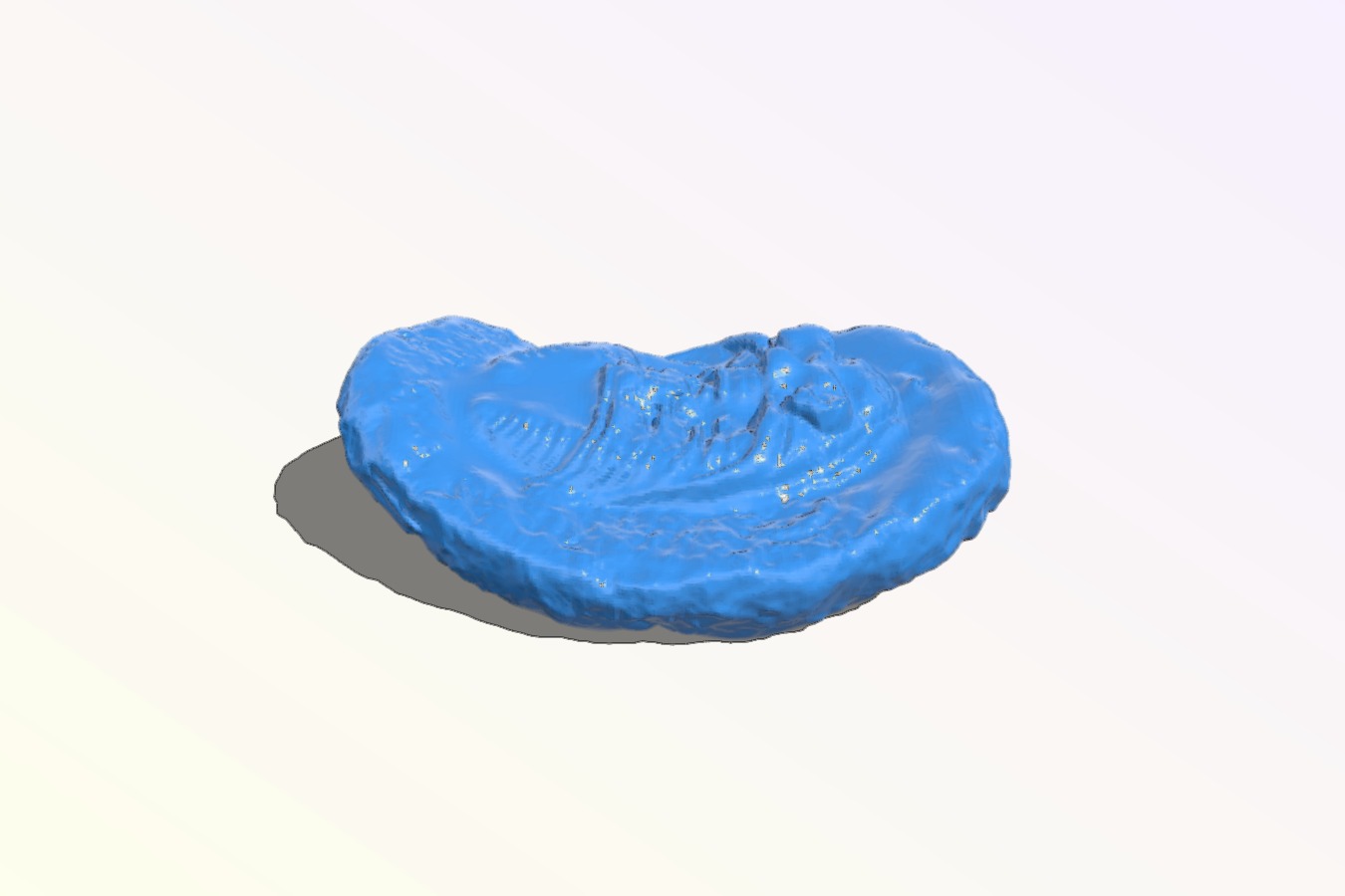 Trilobite Fossil