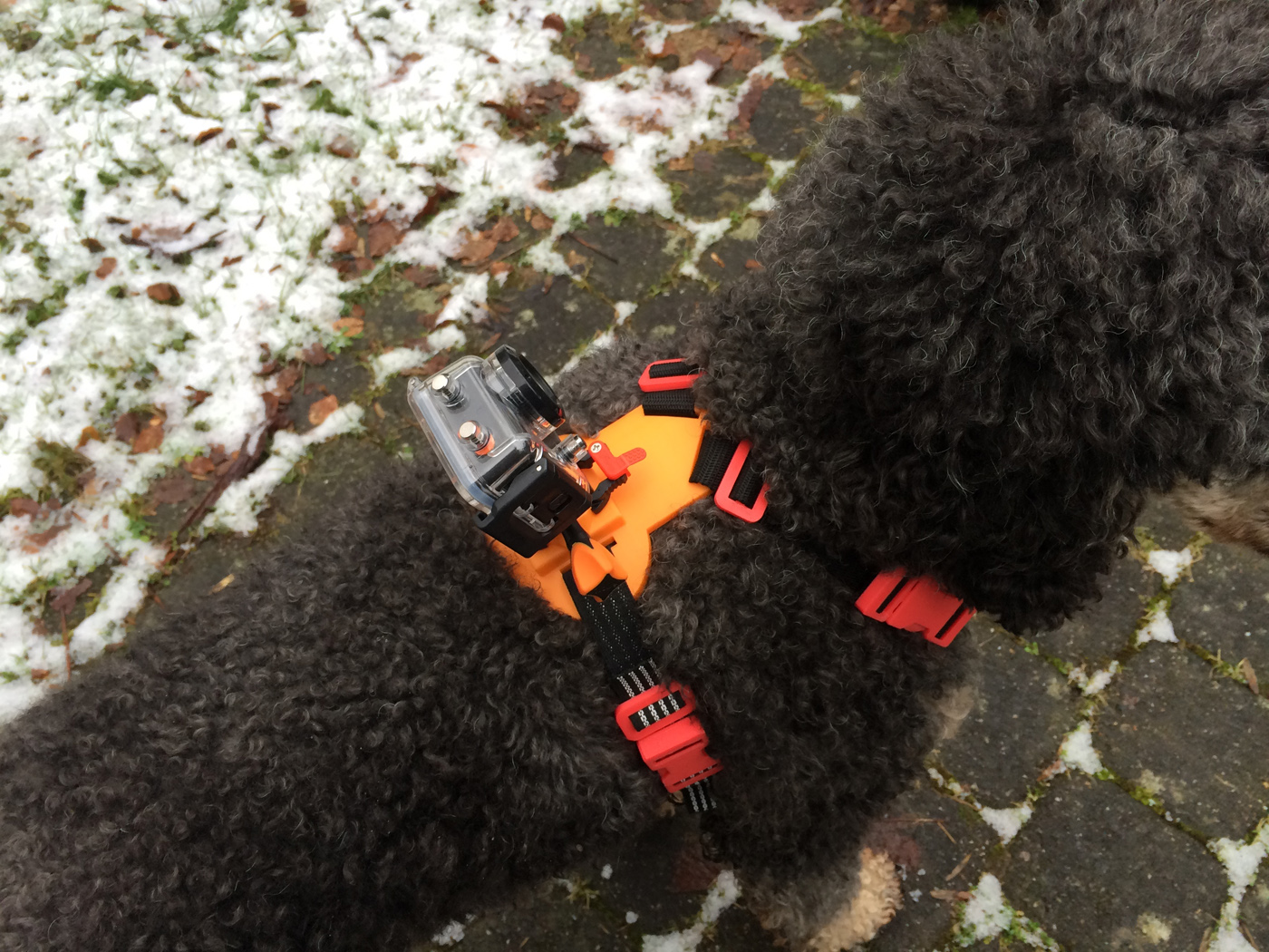 Medium Dog Camera Harness Files to download and to 3D print for free