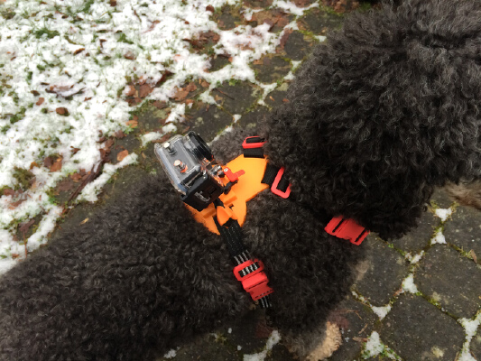 Medium Dog Camera Harness | 3d print model