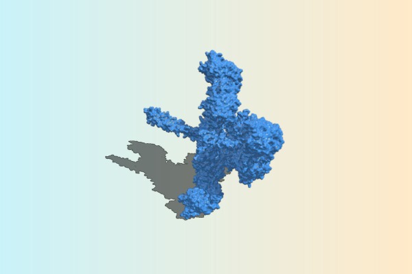 GAS M Protein interaction with Human Fibrinogen | 3d print model