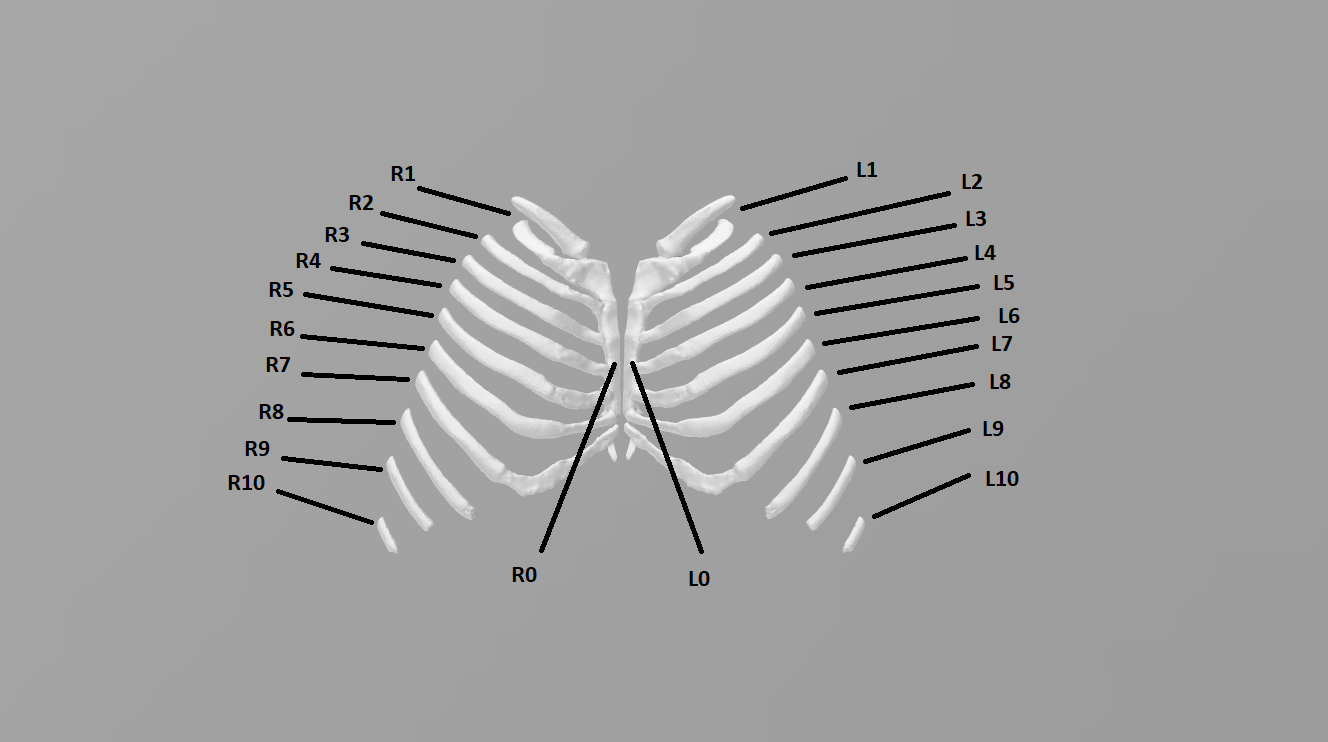 Human Thorax Frontal Plane