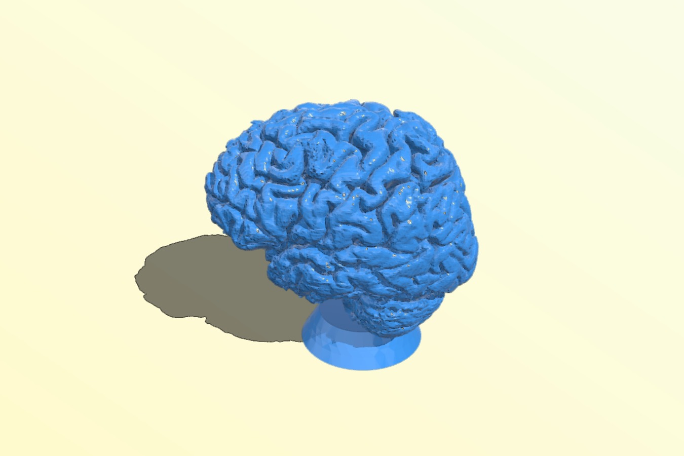 Human brain