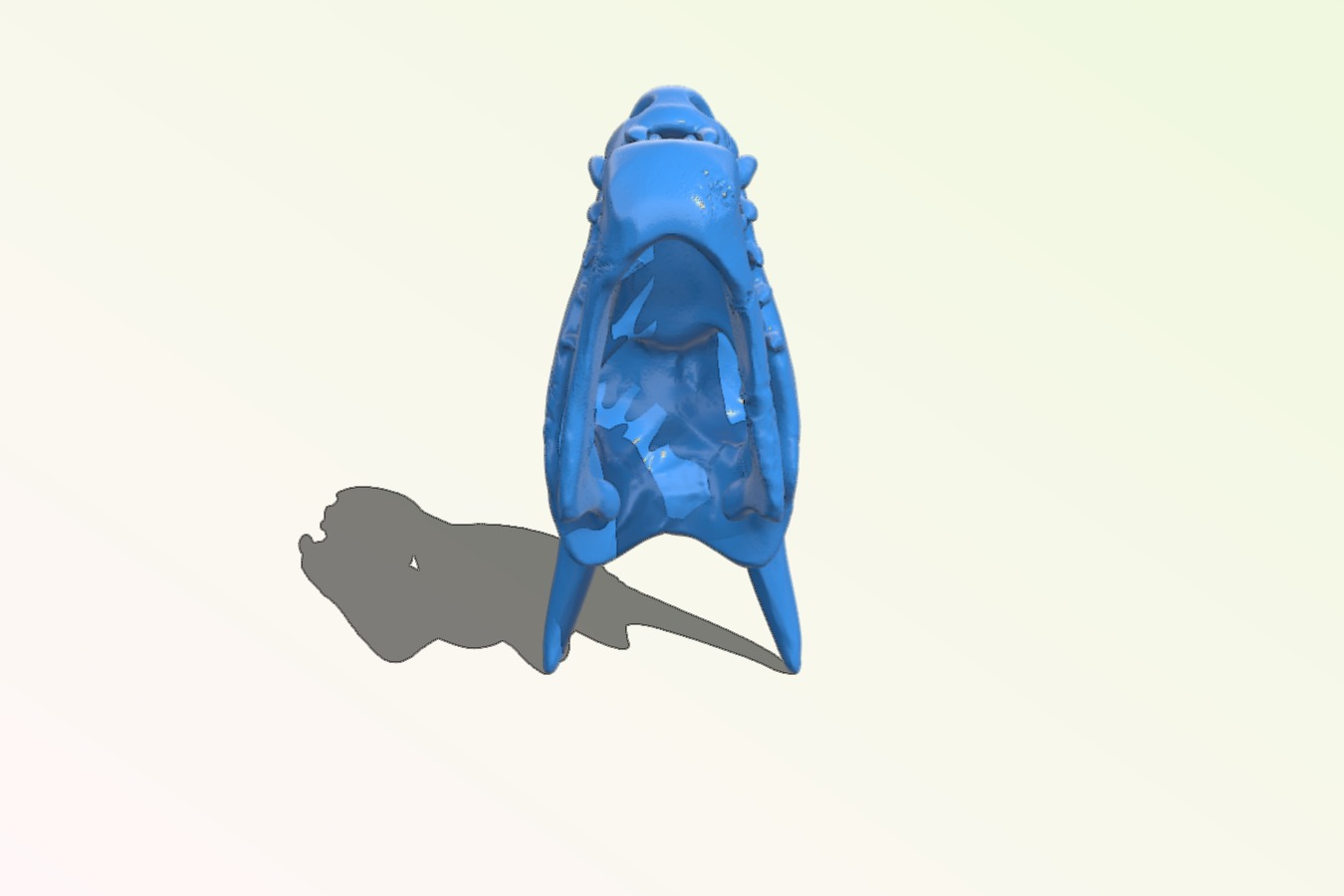Charizard skull – Pokemon
