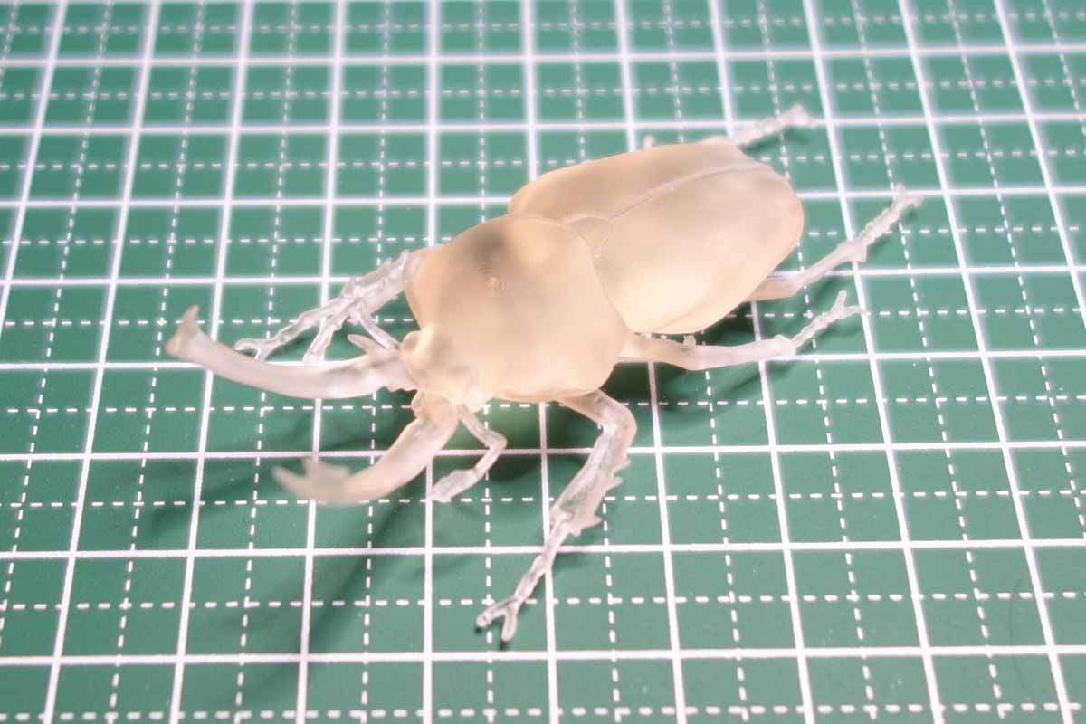 Rainbow stag beetle (Phalacrognathus muelleri)