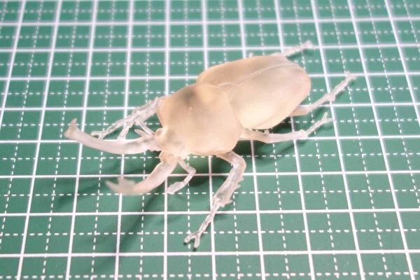 Rainbow stag beetle (Phalacrognathus muelleri) | 3d print model