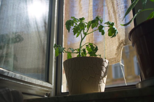 honeycomb planter #2 | 3d print model