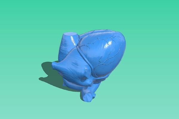 Anatomical Heart | 3d print model