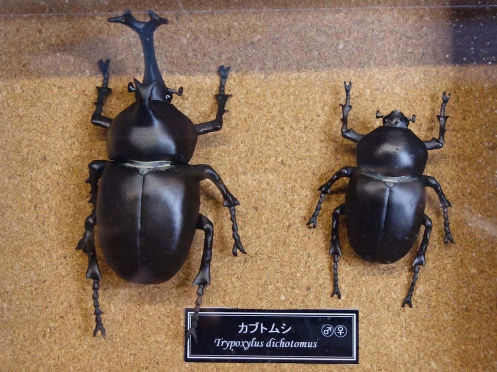 Japanese rhinoceros beetle (Trypoxylus dichotomus)