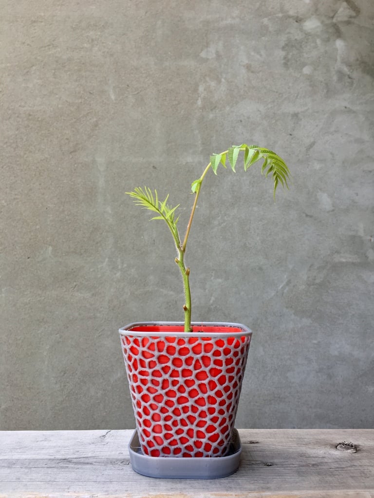 Flower Plant Pot with and without cup