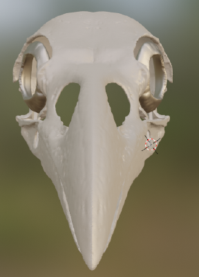 Raven Skull Mask | 3d print model