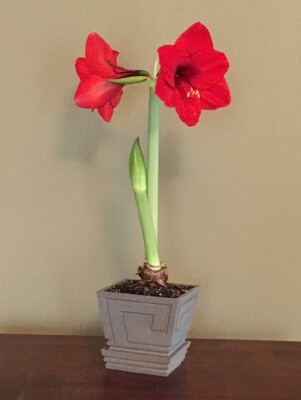 Roman Planter | 3d print model