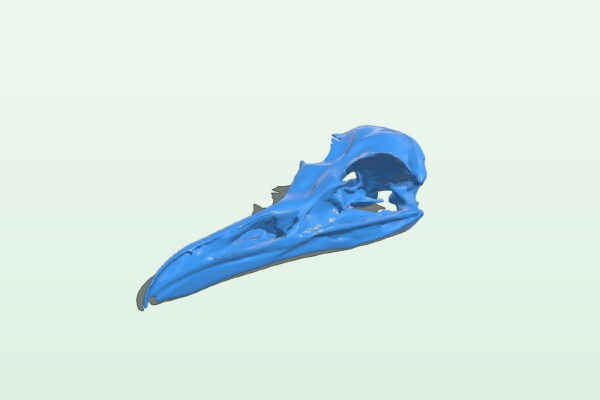 Gull Skull USB Holder | 3d print model