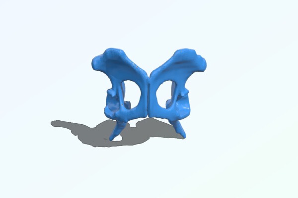 Canine Pelvic | 3d print model