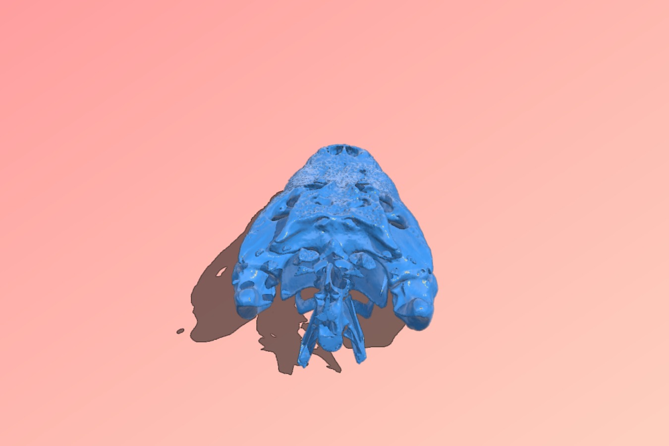 Aligator Skull