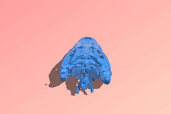 Aligator Skull | 3d print model