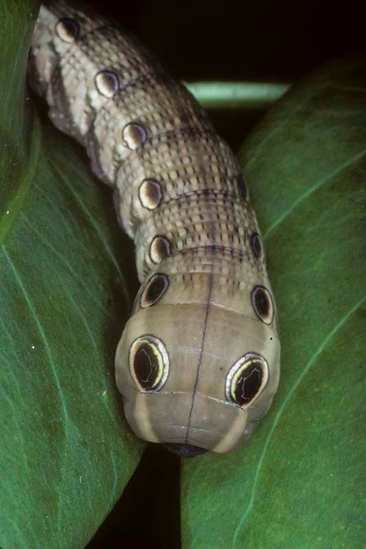 Snake Bugs for wargaming